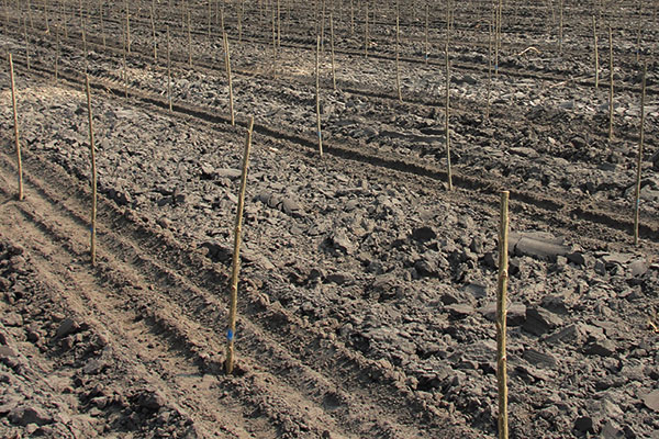 D4EU poplar plantations are growing